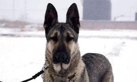 中華狼青犬多少錢一只