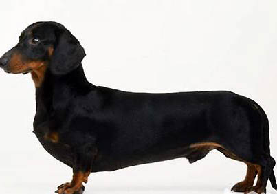 臘腸犬不愛(ài)吃東西的原因及處理方法