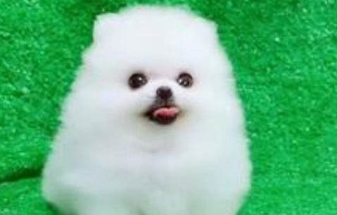 茶杯犬成年后體長多少