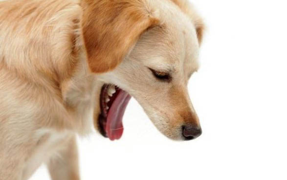 比格獵兔犬養的人為什么很少