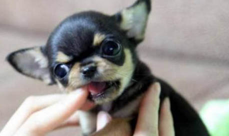 吉娃娃寵物狗多少錢一只