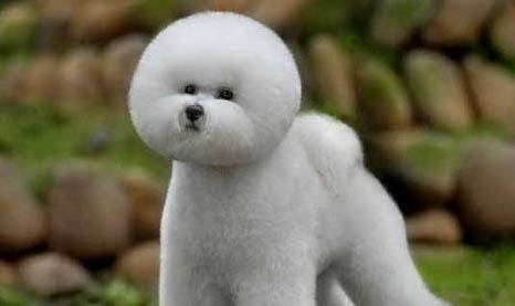 博美犬和比熊犬哪個好養