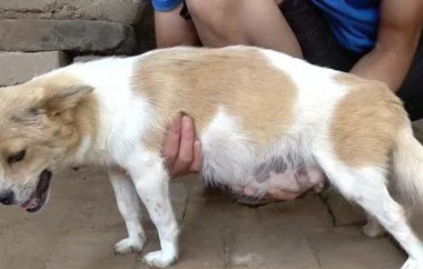 狗狗可以吃哪些蔬菜