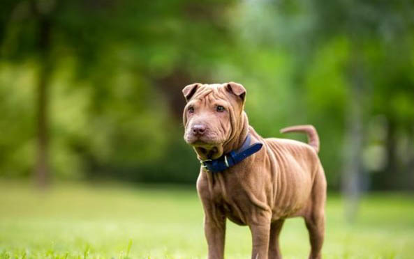 很少有人養沙皮狗的原因