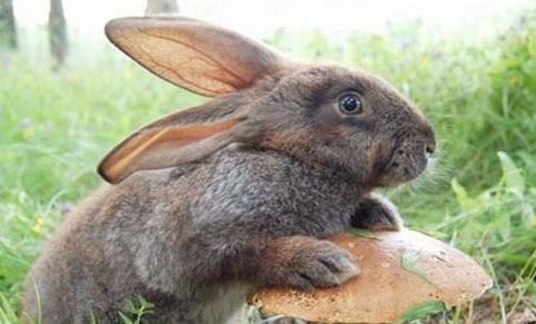 貓咪的耳朵為什么長毛毛