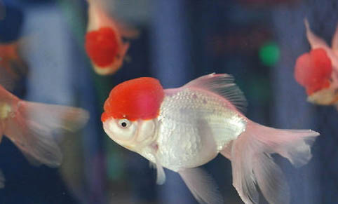 金魚一次喂幾顆飼料