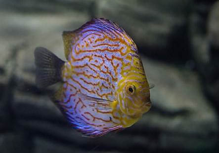 什么魚可以和神仙魚混養(yǎng)