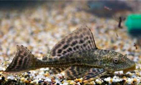 清道夫能吃魚?