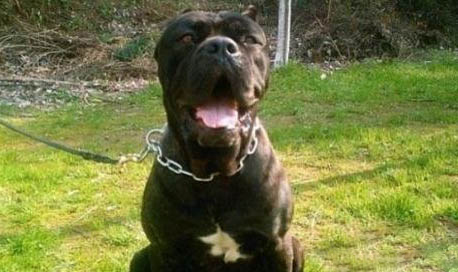 護衛犬有哪些？
