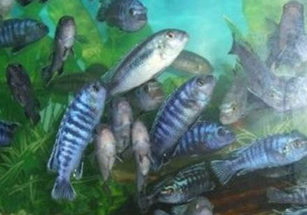 神仙魚魚鰭根部充血