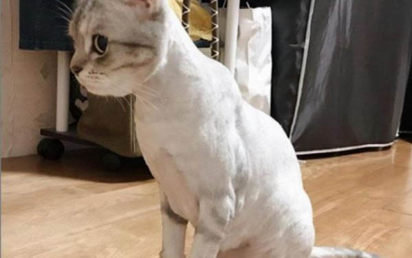 如何辨別貓咪是否懷孕啊？