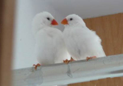 白文鳥怎么繁殖