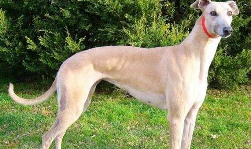 靈緹和格力犬的區(qū)別