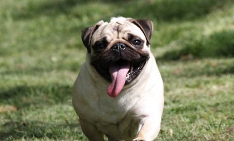 巴哥犬懷孕多久生產正常