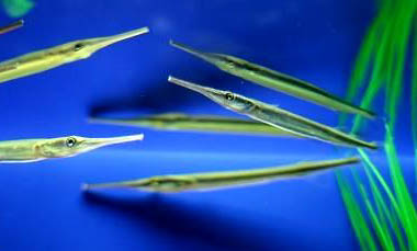 釣魚提前多久打窩最好