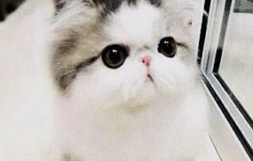 小奶貓怎么分辨公母圖解