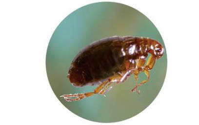 小貓喜歡玩什么玩具