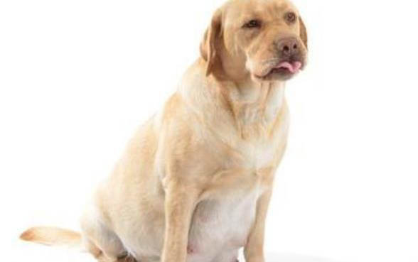 狗狗感染犬瘟熱會出現什么癥狀