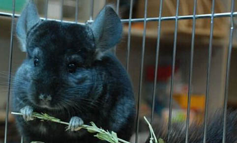 怎么樣可以治療龍貓感冒