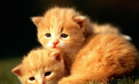 如何快速教會(huì)貓用貓砂