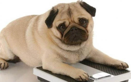 怎么看泰迪犬年齡