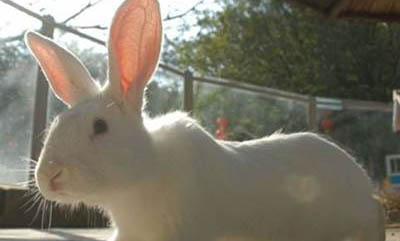 種兔的繁殖期多久?