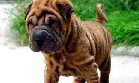 沙皮狗的喂養(yǎng)