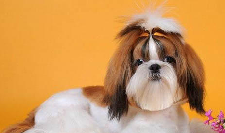 馬爾濟斯犬一只多少錢