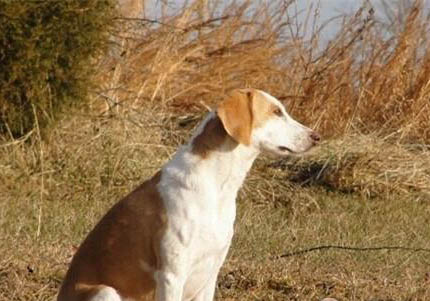 美國獵狐犬身體發抖是啥原因