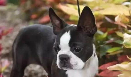 波士頓梗和法斗哪個(gè)貴