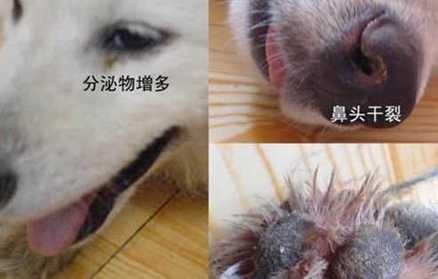 狗狗小便多怎么回事