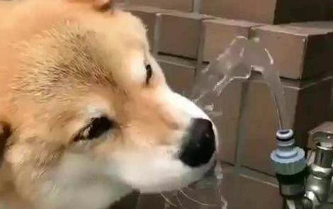 狗狗45天得了細小病毒怎么治療