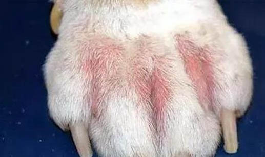 狗感冒鼻子干裂流鼻涕