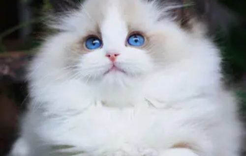 布偶貓多久驅蟲一次