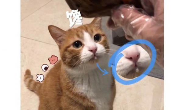 怎么看貓身上有沒有跳蚤和虱子
