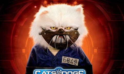 什么品種貓適合家養