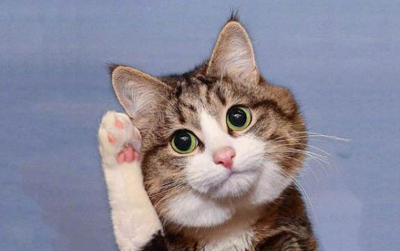 小貓眼睛周圍有黑色結痂需要清理嗎