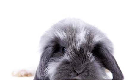 垂耳兔多少錢一只