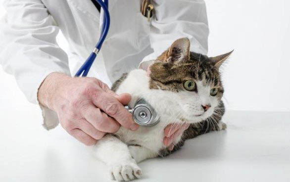 小貓可以吃水果嗎