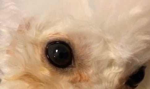 狗狗黃疸癥狀是什么