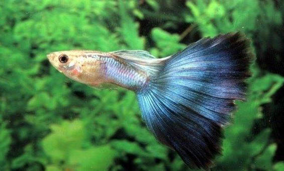 剛出生的孔雀魚寶寶怎么喂養(yǎng)啊