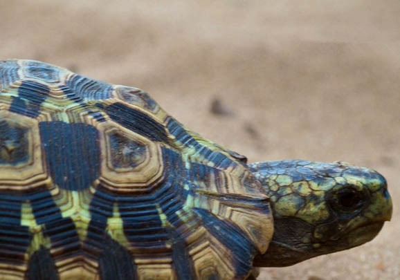 帳篷陸龜?shù)娘曫B(yǎng)要點(diǎn)