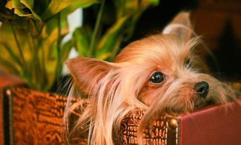 約克夏和泰迪哪個好