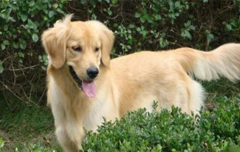 中型犬一天吃多少狗糧