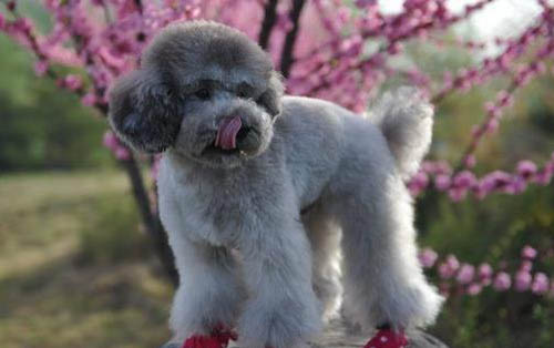 巨型泰迪狗價