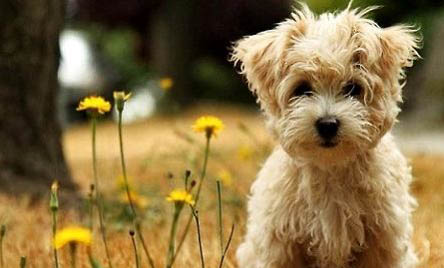 泰迪犬可以吃芒果嗎