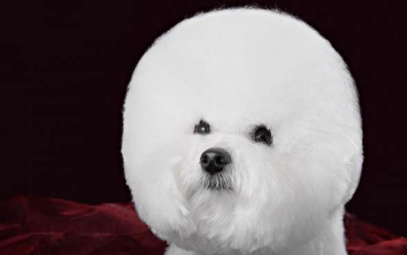 怎么辨別比熊犬懷孕了