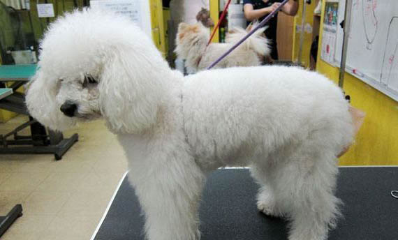 貴賓犬例假多久后能洗澡