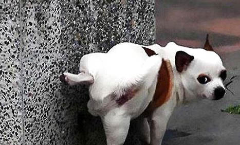 狗狗得了犬瘟多少天算撐過去了