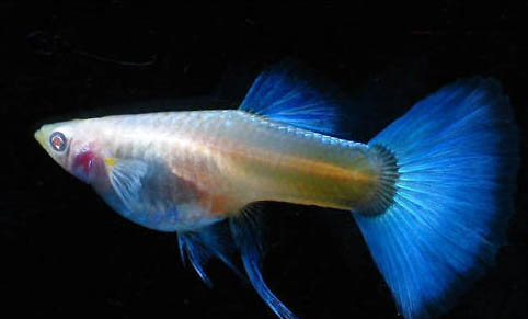 孔雀魚飼養時需要注意什么